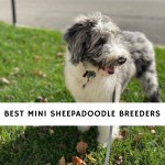 Mini Sheepadoodle Breeders