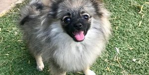 Mystické Pomeraniani