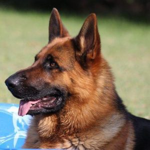 6 Best German Shepherd Breeders In Texas 2021 We Love Doodles