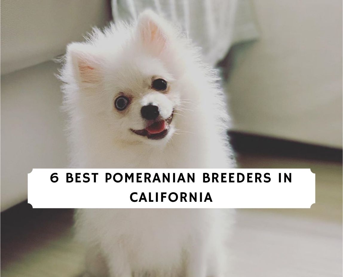 Best Pomeranian Breeders California! We Love Doodles