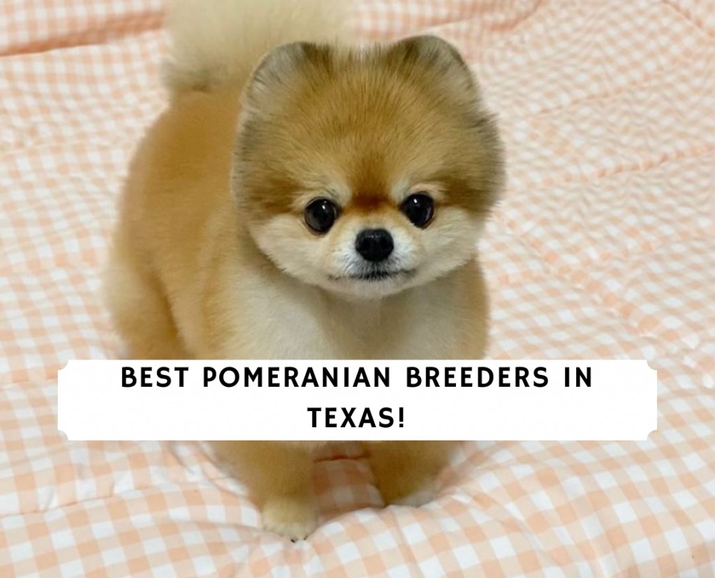 9 Breeders in Texas (2022) - We Love Doodles