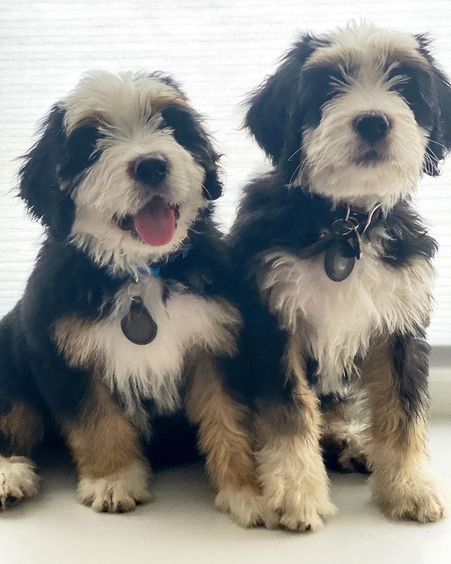 8 Best Bernedoodle Breeders in Pennsylvania (PA)!