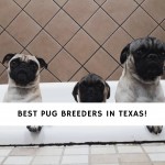 Pug Breeders in Texas