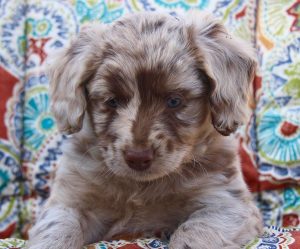 red merle aussiedoodle puppy