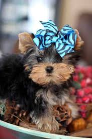 Best Yorkie Breeders In Texas 2021 We Love Doodles