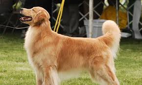 5 Best Golden Retriever Breeders In Southern California 2021 We Love Doodles