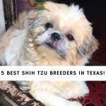 Shih Tzu Breeders in Texas