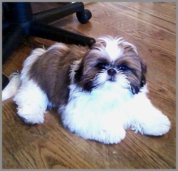 7 Best Shih Tzu Breeders in Texas! (2024) - We Love Doodles