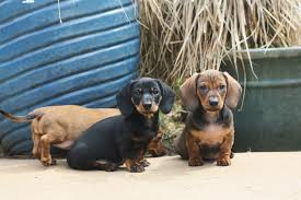 4 Best Dachshund Breeders In California 2021 We Love Doodles