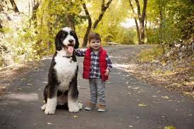 Standard Bernedoodle Sizing