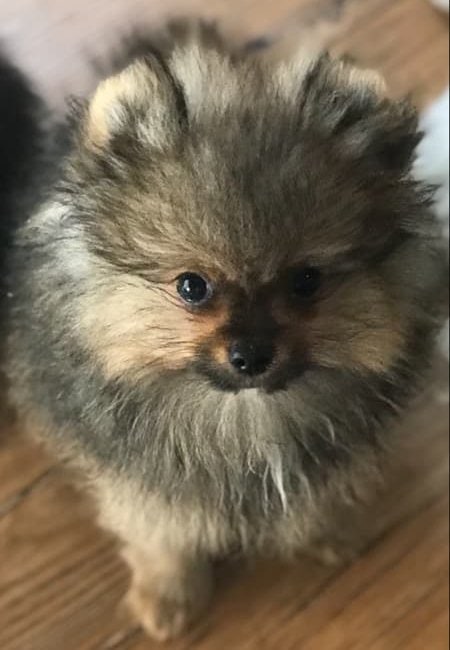 10 Best Pomeranian Breeders in Texas (2023) - We Love Doodles