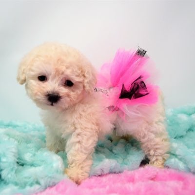 10 Best Pomeranian Breeders in Texas (2022) - We Love Doodles