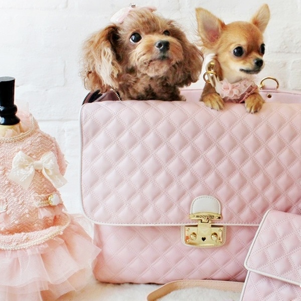 8 Best Maltese Breeders in Texas! (2022) We Love Doodles