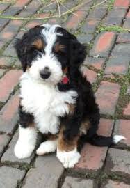 what size is a mini bernedoodle