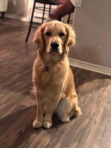 6 Best Golden Retriever Breeders In Texas 2021 We Love Doodles