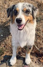 Best Australian Shepherd Breeders In California 2021 We Love Doodles