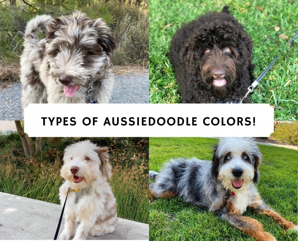 Types of Aussiedoodle Colors