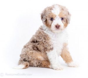 red tri aussiedoodle