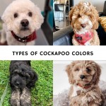 Types of Cockapoo Colors