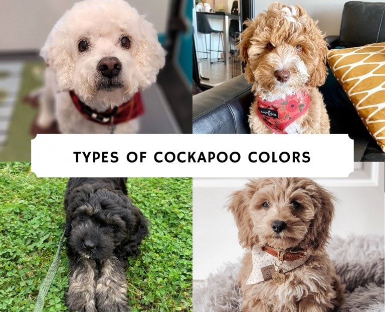 Types of Cockapoo Colors With Pictures! (2024) We Love Doodles