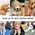 What-is-the-Best-Doodle-Breed