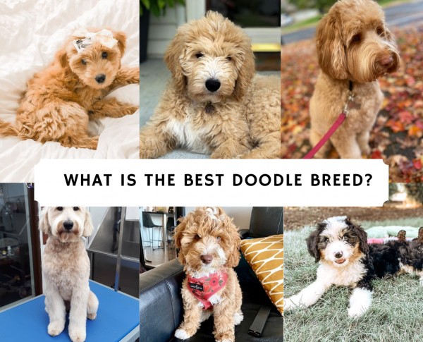 What is the Best Doodle Breed? Top 6 Picks! (2024) - We Love Doodles