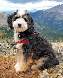 at what age is a bernedoodle full grown