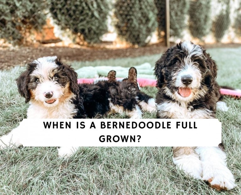 When is a Bernedoodle Full Grown_