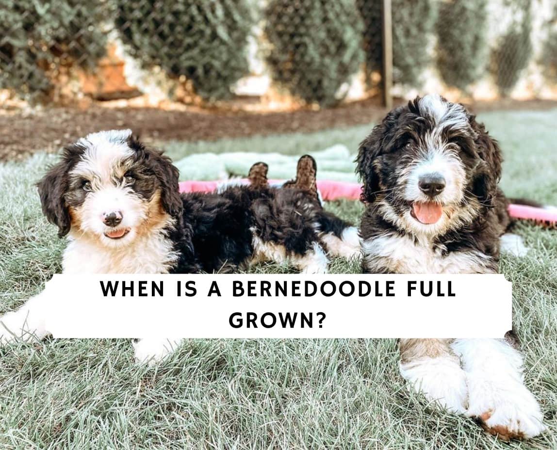 at what age is a bernedoodle full grown