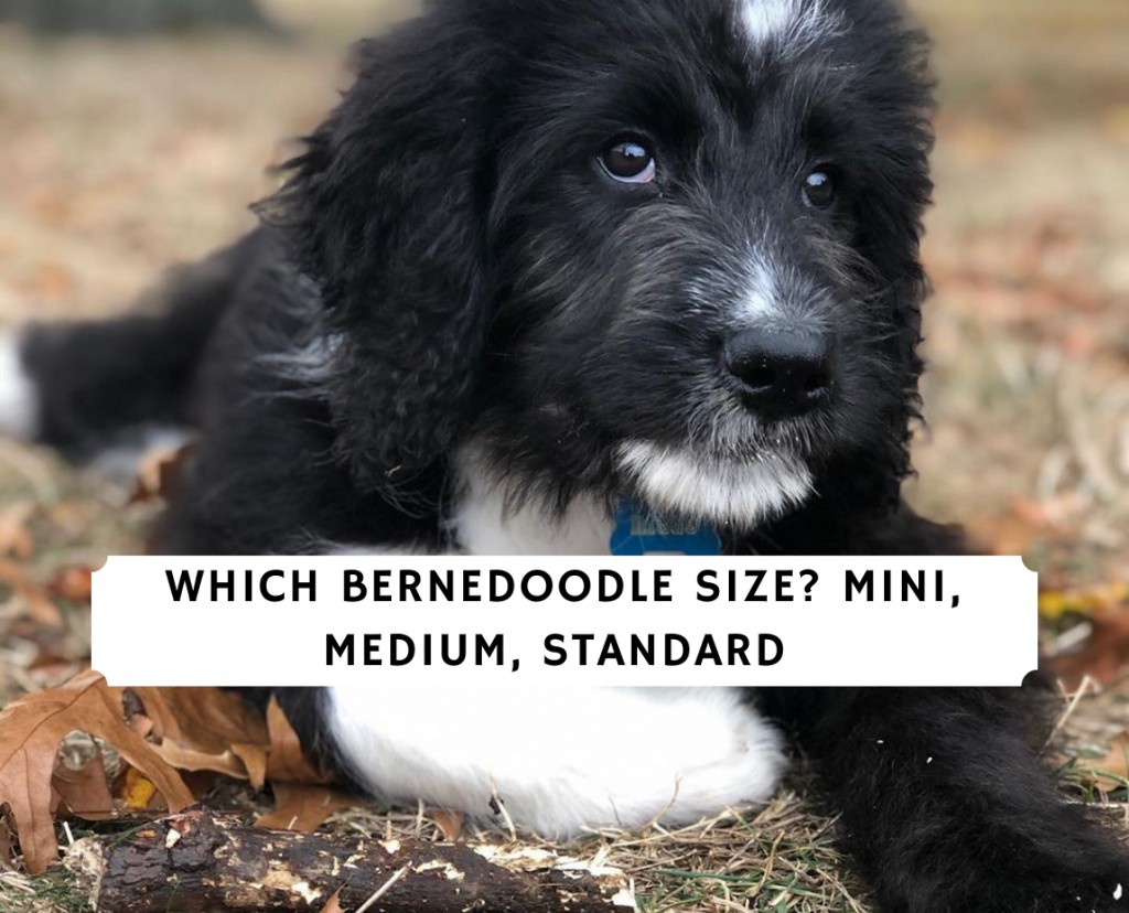 Which Bernedoodle Size_ Mini, Medium, Standard