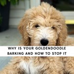 Why is Your Goldendoodle Barking