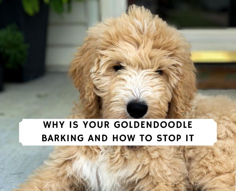 Why is Your Goldendoodle Barking And How To Stop It?