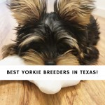 Yorkie Breeders in Texas