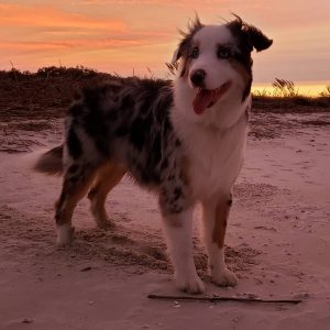 Observation spændende hval Best Australian Shepherd Breeders in California! (2022) - We Love Doodles