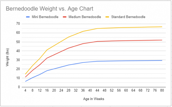 When is a Bernedoodle Full Grown? (2024) - We Love Doodles