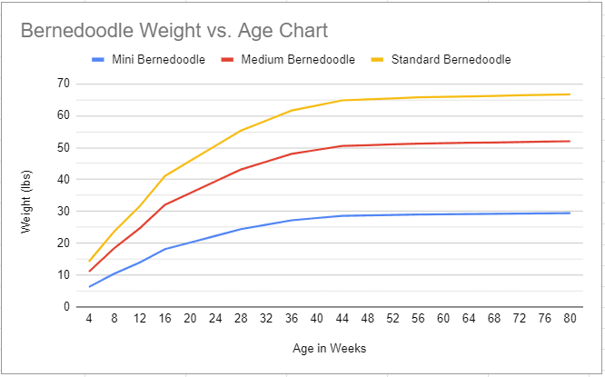 at what age is a bernedoodle full grown