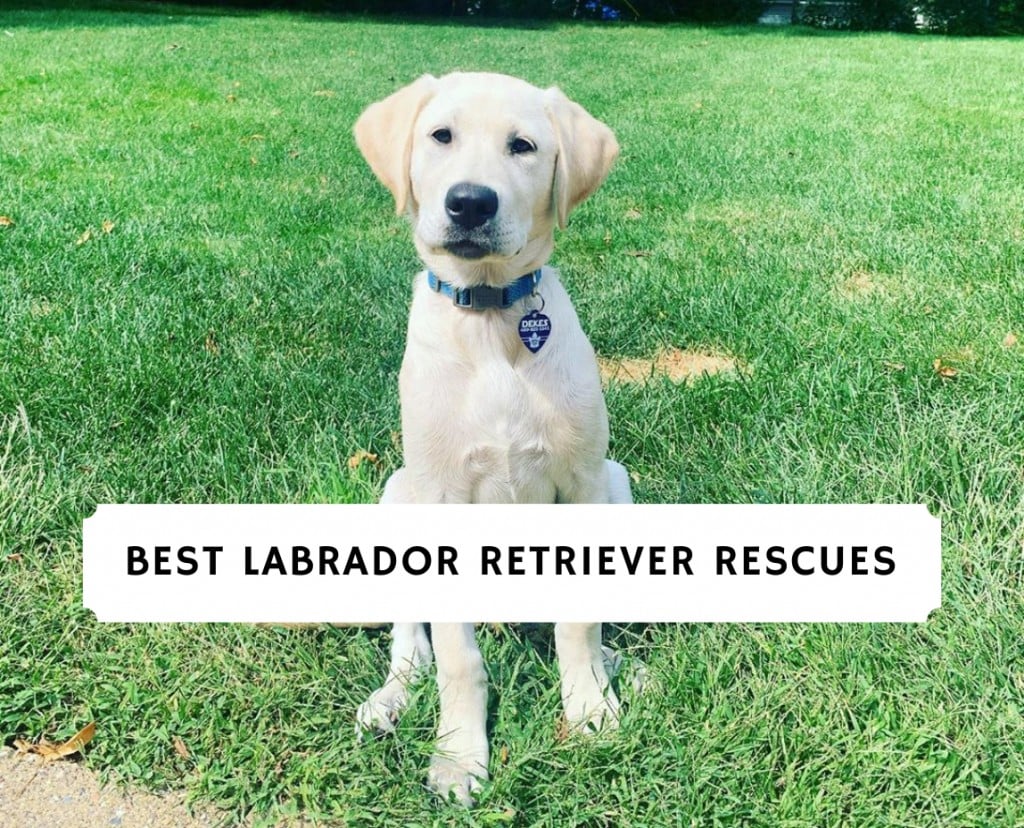 6 Best Labrador Retriever Rescues!