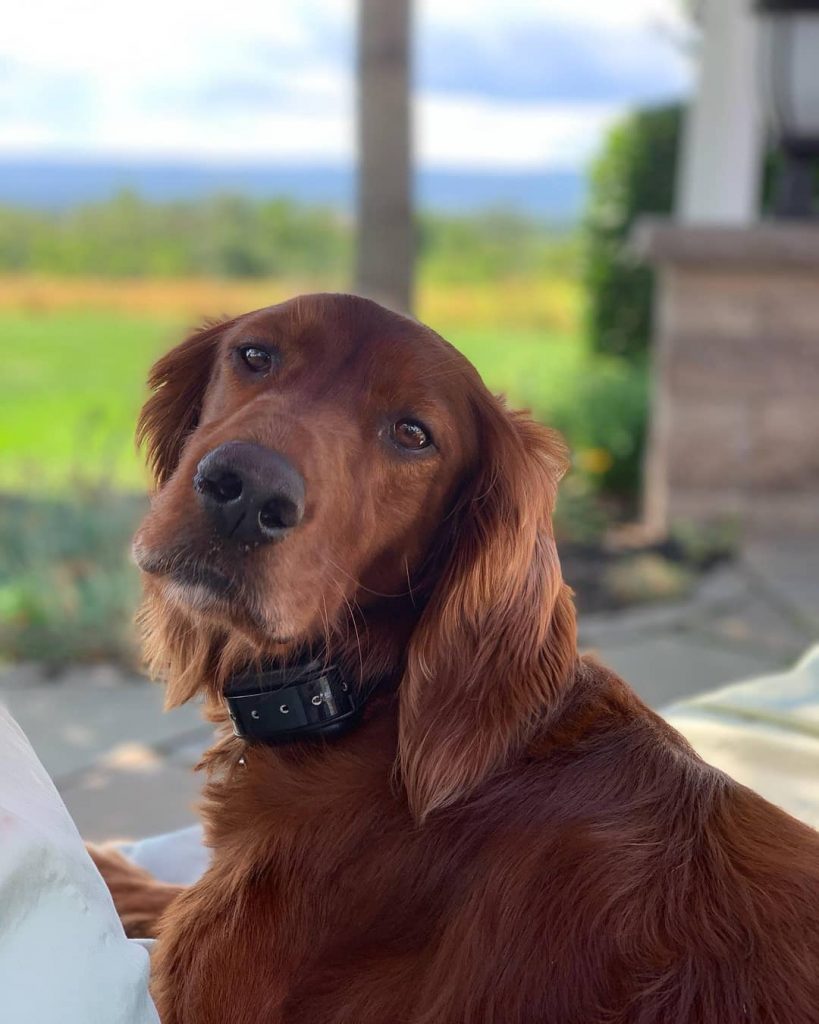 Best Dog Containment System - Top 8 Picks! - We Love Doodles - Big Dog Containment System
