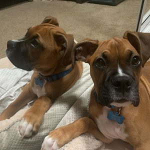 boxer puppies for sale texas