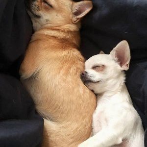 Chihuahua Breeders - Exclusive List of AKC Chihuahua Breeders