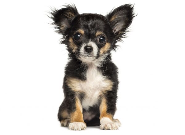 6 Best Chihuahua Breeders In Texas!