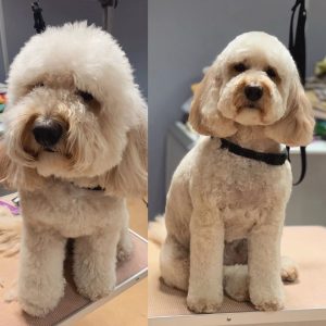 cockapoo teddy bear cut