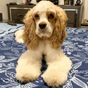 cockapoo fryzura baranek