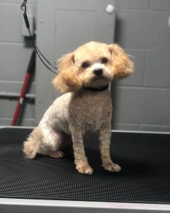 cockapoo shaved summer cut