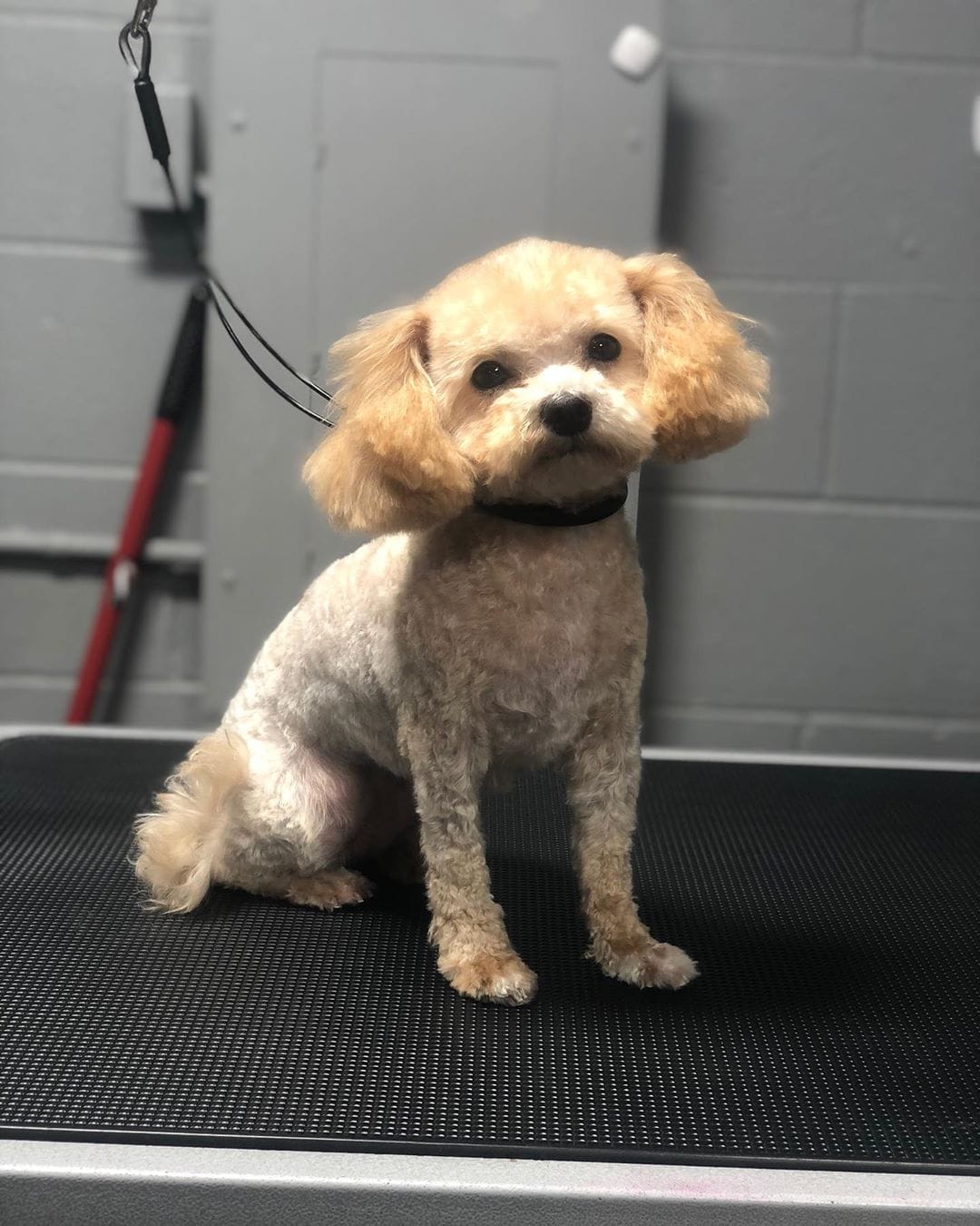 Best Types of Cockapoo Haircuts with Pictures! (2024) We Love Doodles