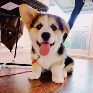 corgi california breeders puppies