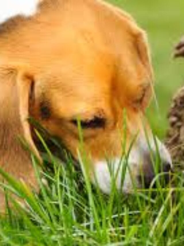 is-your-dog-eating-grass-dogschool