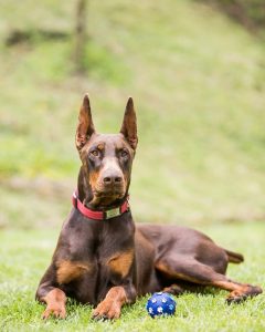 7 Best Doberman Breeders In California 2021 We Love Doodles