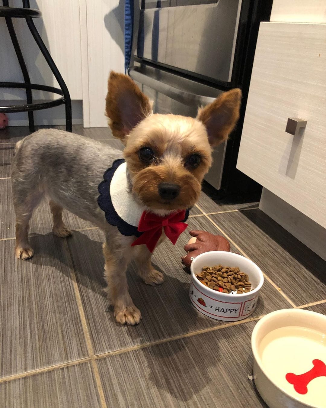 Best Dog Food for Yorkie Puppies Top 5 Picks! (2024) We Love Doodles