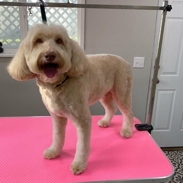 Best Clippers for a Goldendoodle! (2023) We Love Doodles